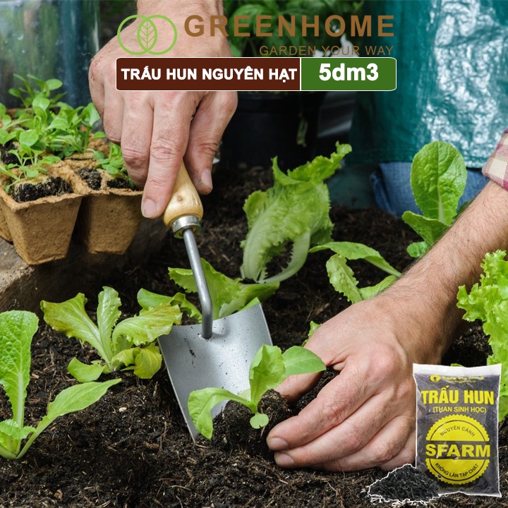 Trấu hun nguyên cánh sfarm Greenhome, bao 5dm3, không lẫn tạp chất. dùng trồng thuỷ canh, rau mầm, ươm cây con