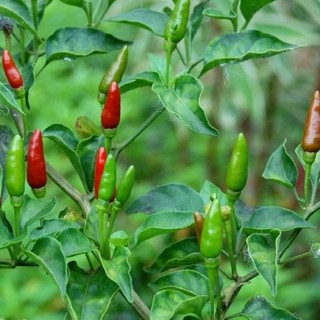 Hạt giống ớt xiêm