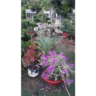 Phân bón vi lượng - 3G Bung chèo phân nhánh