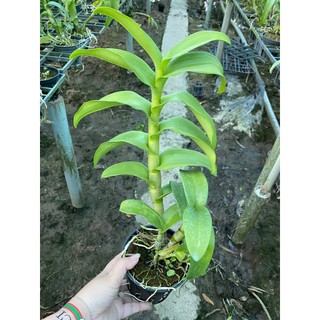 HOA LAN VÀNG ĐẠI LỘC