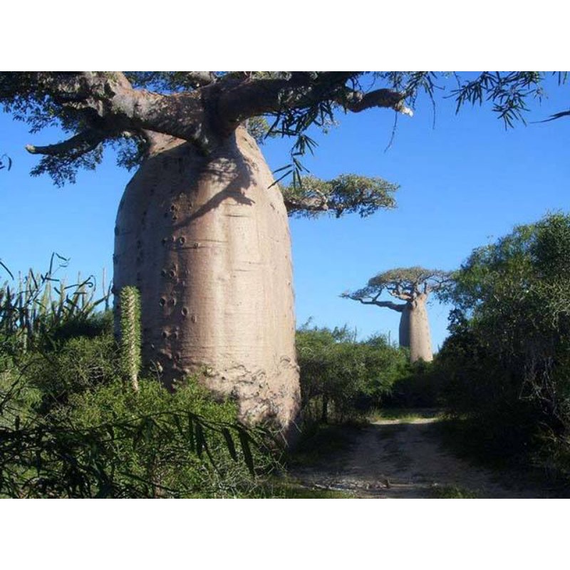 Cây Baobab bảo hành chuẩn giống