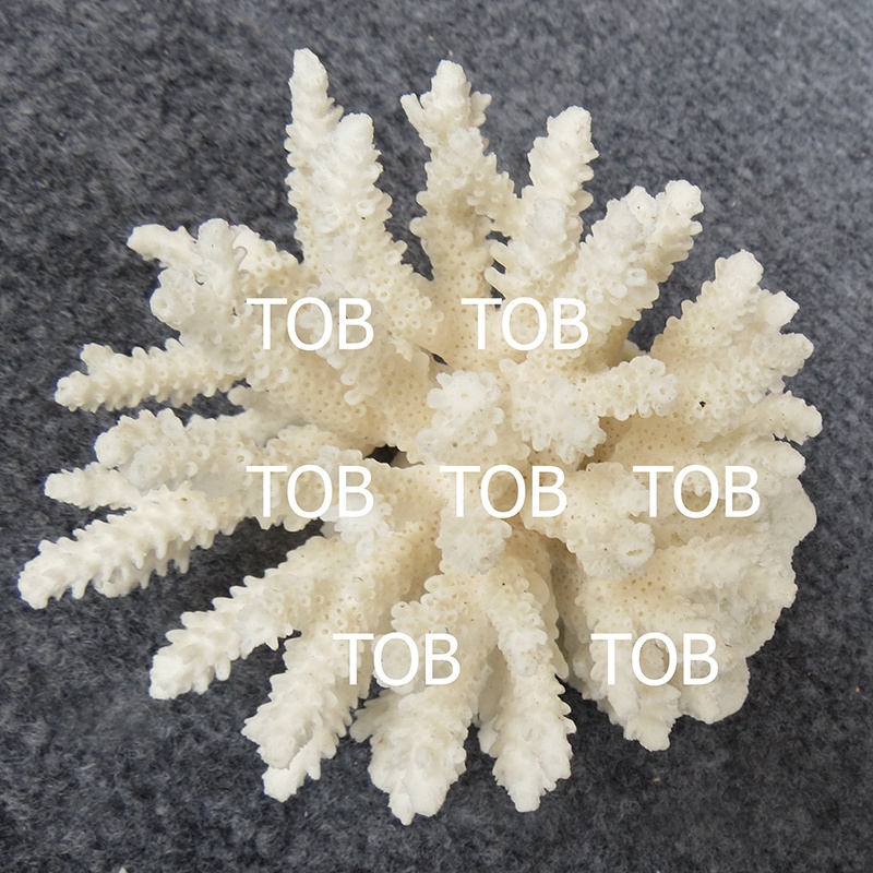 San hô trang trí bể cá thủy sinh