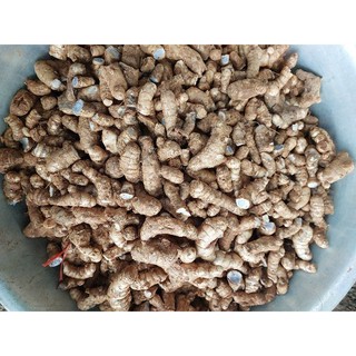 Củ nghệ đen tươi (củ nhánh để trồng) 1kg