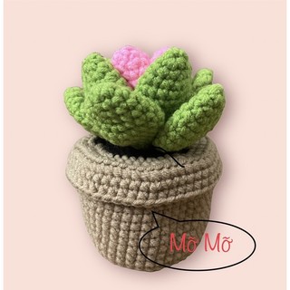 Chậu sen đá len handmade