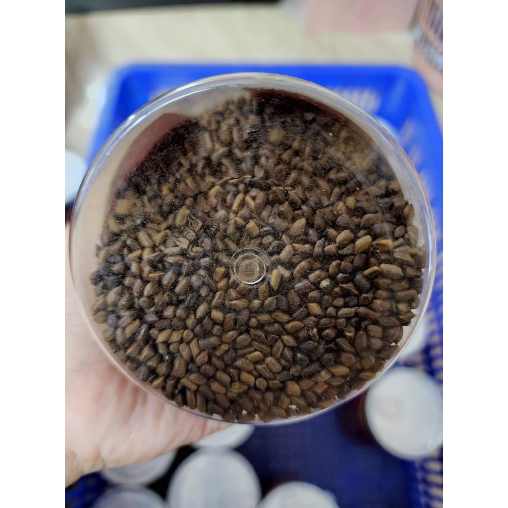 Trà Quyết Minh Tử