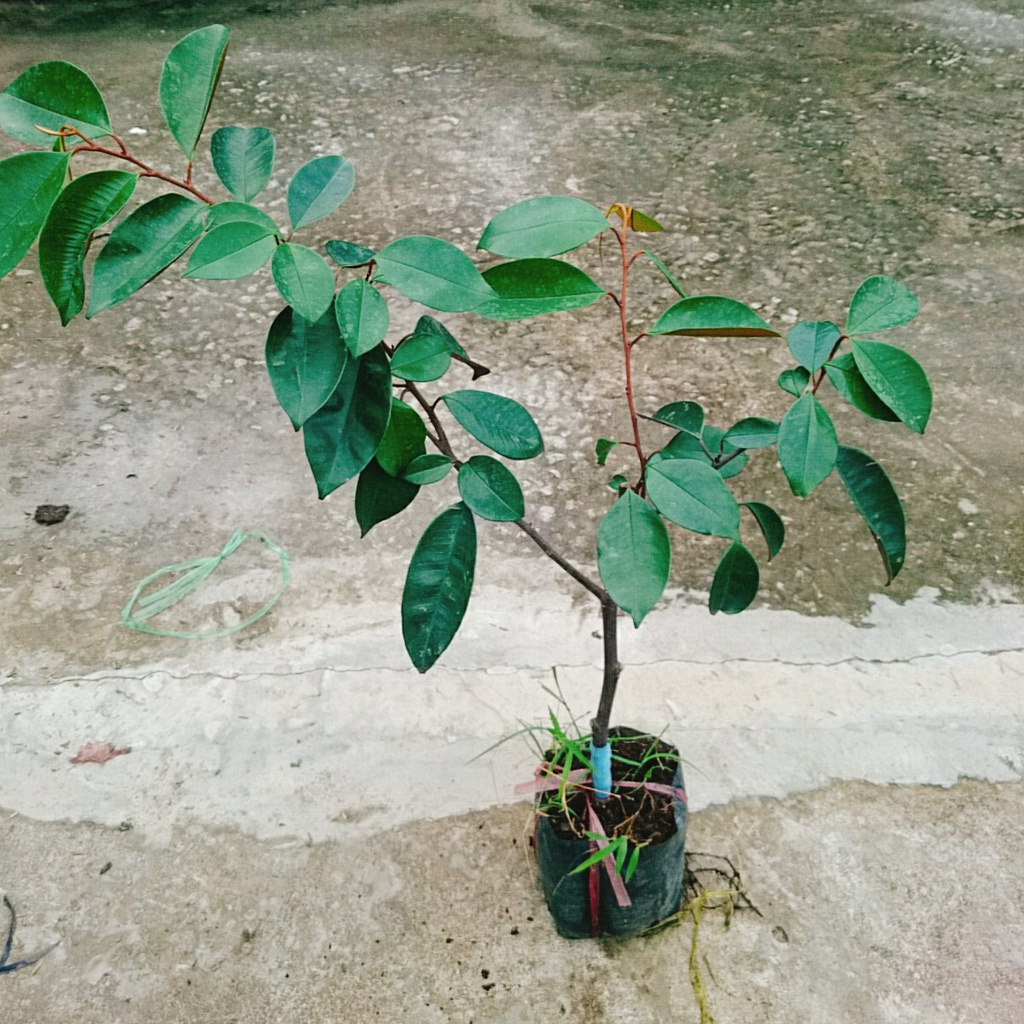 Cây vú sữa lò rèn - cây ăn quả