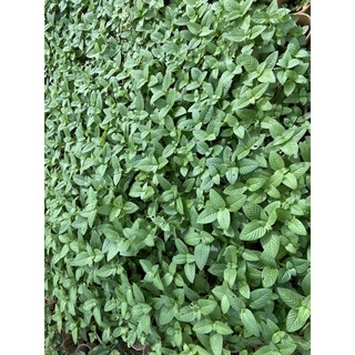 Cây giống rau xá xị (rau quế vị)