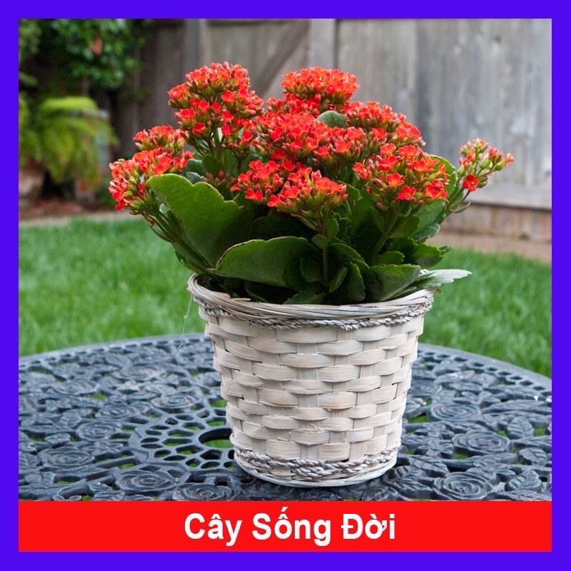 Cây sống đời ta màu đỏ  trồng tiểu cảnh, sân vườn