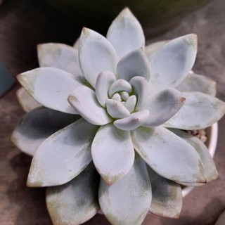Sen đá cá mập, Echeveria Sang-a, 9-11 cm