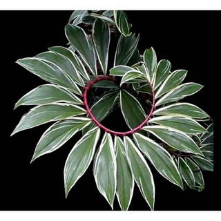 Cây Mía dò xoắn đột biến Spiral ginger var
