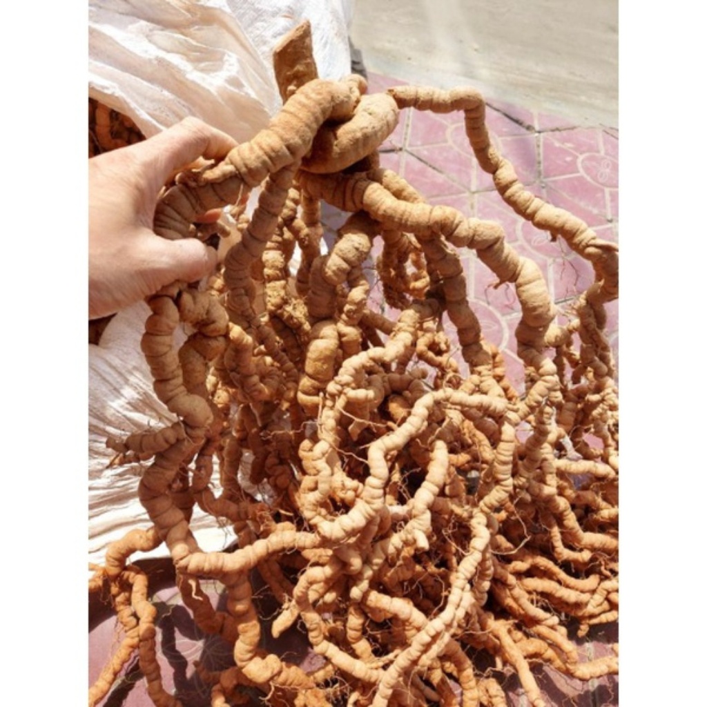 Ba kích tím tươi đã làm sạch, bóc tách bỏ lõi hút chân không, củ ba kích rừng ngâm rượu thượng hạng vùng núi cao Tây Bắc