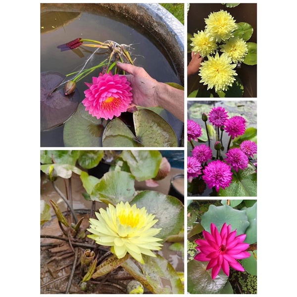 Củ hoa súng thái chuẩn Tết