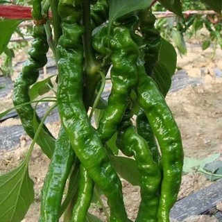 Gói 30 hạt giống ớt nhăn ( ớt cá ngựa)