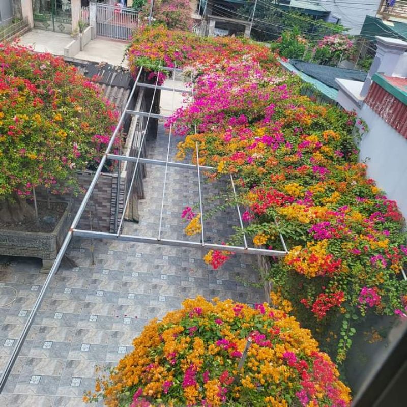 Giấy ngủ sắc leo rũ