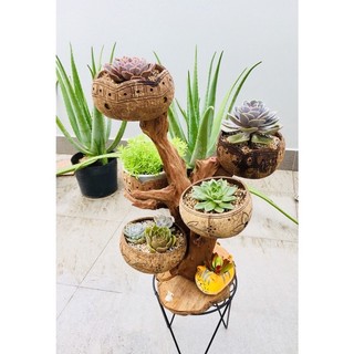 Gáo dừa trồng sen đá kèm móc
