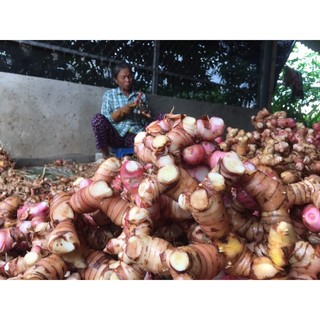 [ Giá Sốc ]  Tinh Bột Củ Dong Riềng ( Làm bánh đúc , chế biến các món ăn )