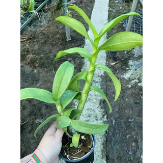 HOA LAN VÀNG ĐẠI LỘC