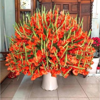 Củ hoa lay ơn chuẩn Tết
