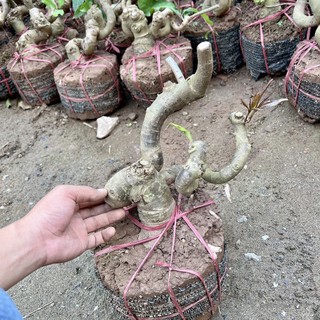 Cây lộc vừng phôi bonsai..