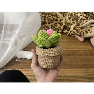 Chậu sen đá len handmade