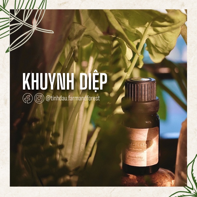 Tinh Dầu Lá Khuynh Diệp 10ml, Tinh Dầu Thiên Nhiên Nguyên Chất, Farm & Forest, Làm Thơm Phòng, Giảm Ho, Giải Cảm.