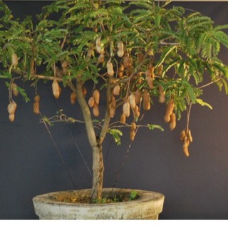 Chậu cây me thái giống ( cao 40-70cm )