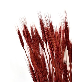 Bông Lúa Mạch VàNG