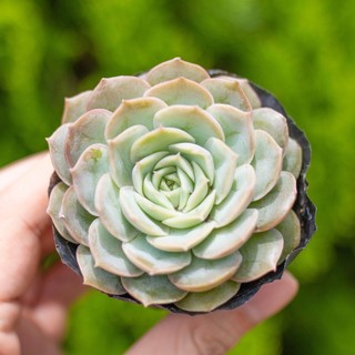 Sen đá ngọc bích 5-7cm - Vườn sen đá