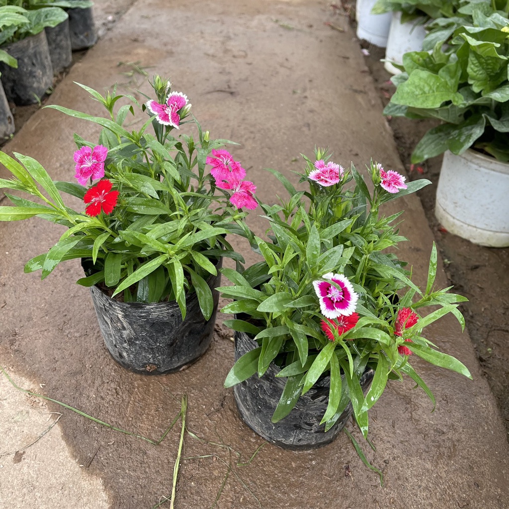 Cây Hoa Cẩm Chướng Trồng Sẵn Mix 2,3 Màu,Hoa Bền Và Lâu Tàn