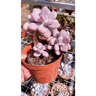 sen đá sỏi Hồng mập