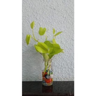 Trầu bà thái vàng