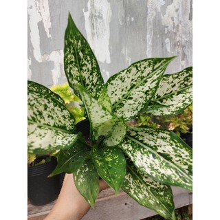 Cây ngọc ngân rễ trần