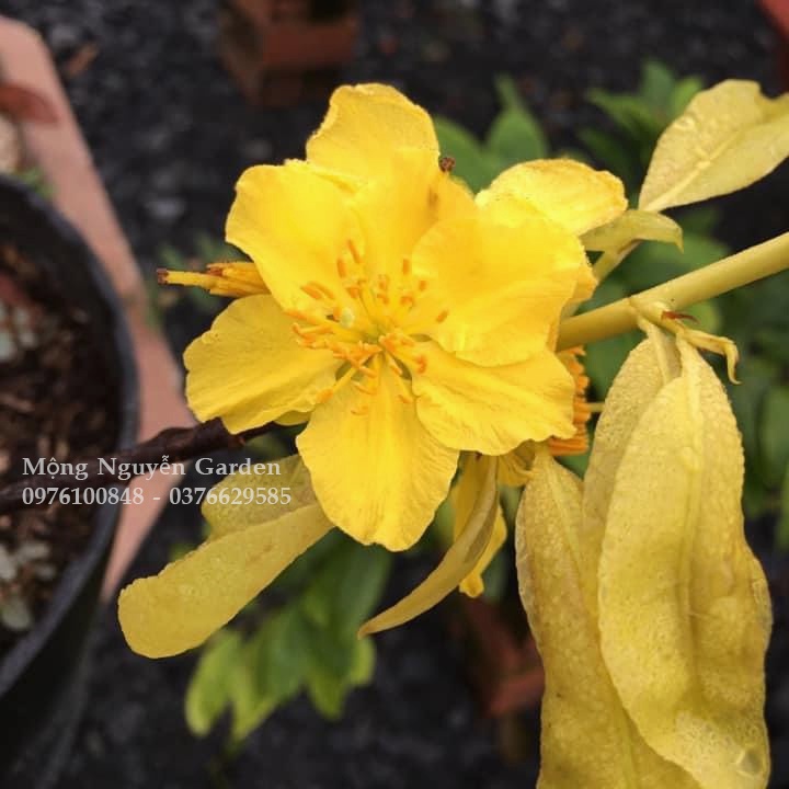 Cây hoa mai lá ngọc cành vàng - bonsai gốc ghép đẹp