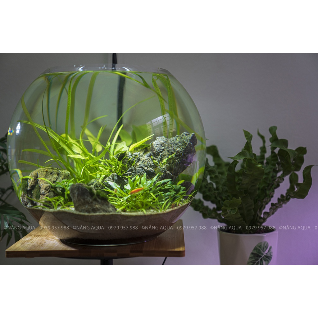 Bể kính tròn siêu to 32 x 42cm_Nhập khẩu