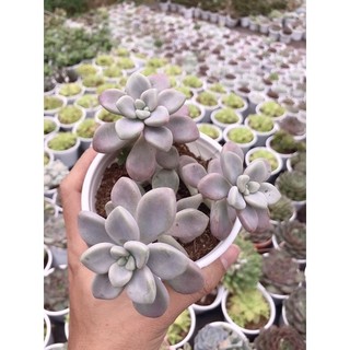 SEN ĐÁ SỎI HỒNG ĐÀ LẠT SIZE TRUNG