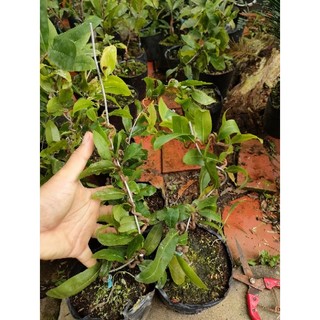 Cây mai giống tự quắn - cây lớn