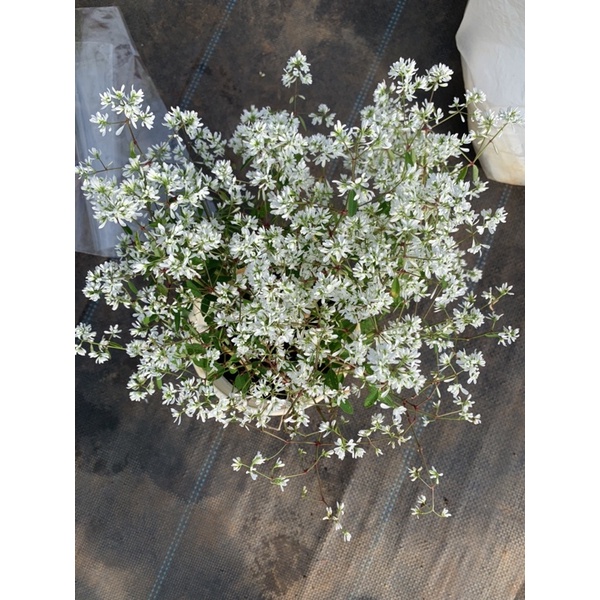 Cây hương tuyết cầu _ Nhà vườn Hoa Linh