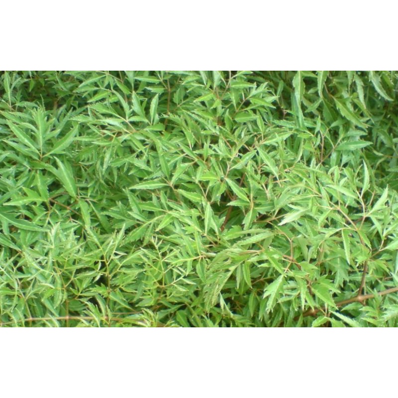 1kg lá đinh lăng tươi.