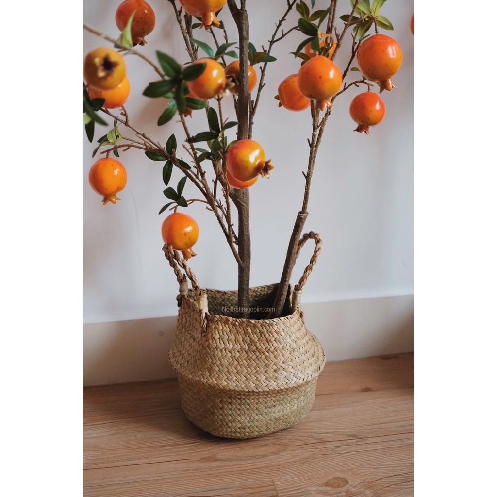 Cây lựu chậu cói