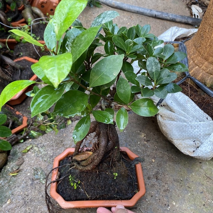 Cây si bonsai, cây cao 20cm có bộ rễ chắc khỏe sức sống tốt, dễ chăm sóc thích hợp trang trí bàn làm vệc