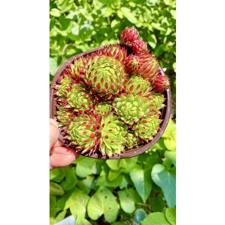 sen đá trúc phật bà sz 12 cm