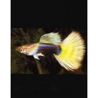 Ca' 7 Mà-u Hp Yellow Gen Chuẩn (39k/cặp)