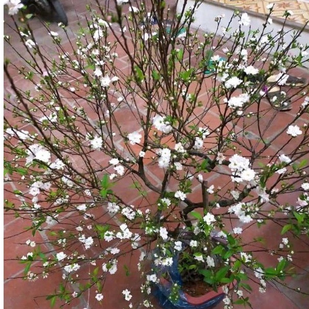 Cây Nhất Chi Mai Hoa Trắng Đã Có Hoa Cao 70cm lz5 LOẠI 01
