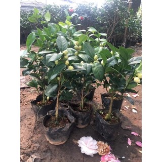 Hoa Trà My Đang Nụ Đẹp Chuẩn Giống Cánh Dày Màu Sắc Tươi Tắn Dễ Chăm Sóc Phù Hợp Trang Trí Sân Vườn