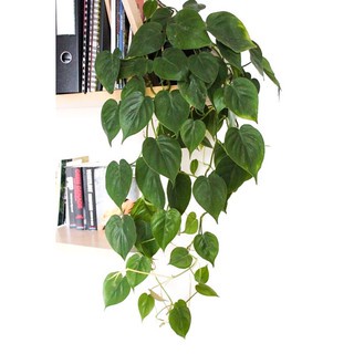 chậu Trầu bà lá tim Scandens