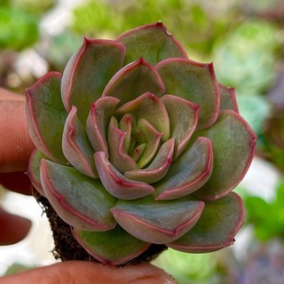 Sen đá hồng lai size 2-2,5cm, lỗi 1 đổi 1
