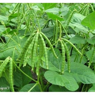 100Gram Hạt giống đậu đen xanh lòng