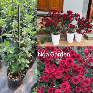 Cúc cổ Sơn La cao 60-80 cm hoa bền đẹp