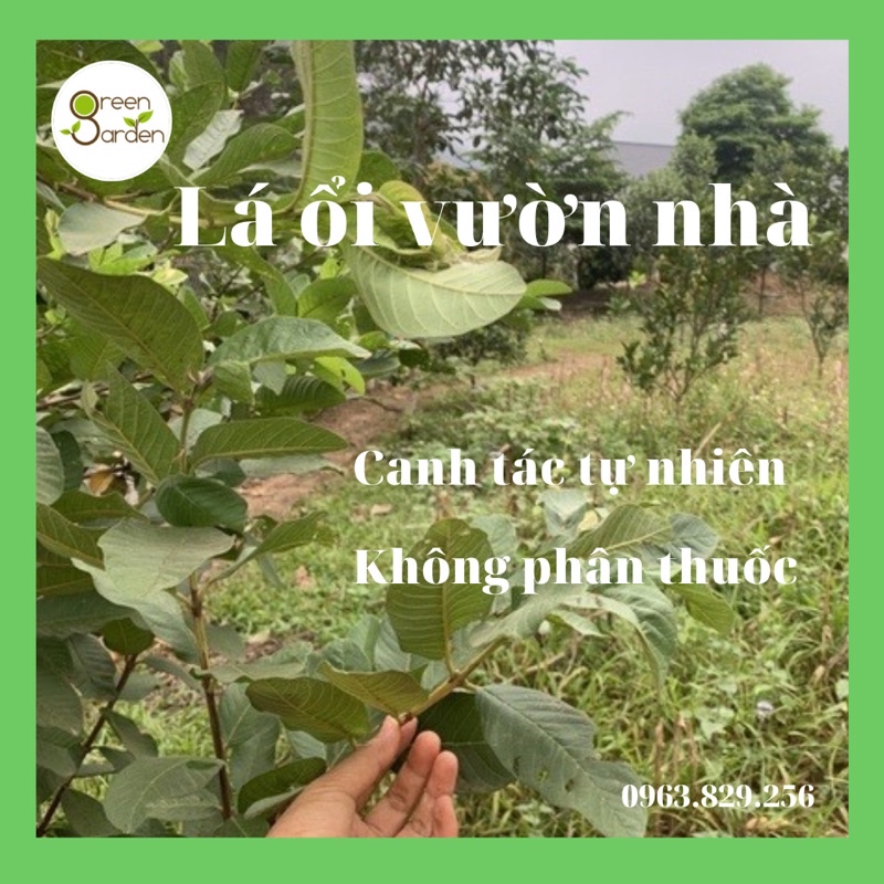 Lá ổi, búp ổi tươi siêu sạch vườn nhà (500gram), làm trà lá ổi, đặt hàng mới hái