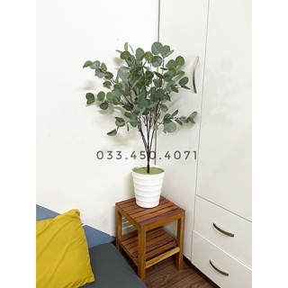 Combo cây bạch đàn kèm chậu